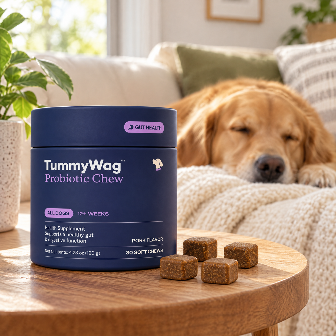Dog relaxing on a sofa with TummyWag jar nearby