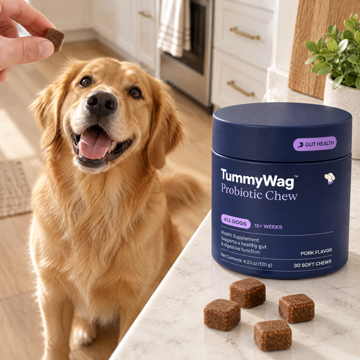 Golden retriever taking a TummyWag chew